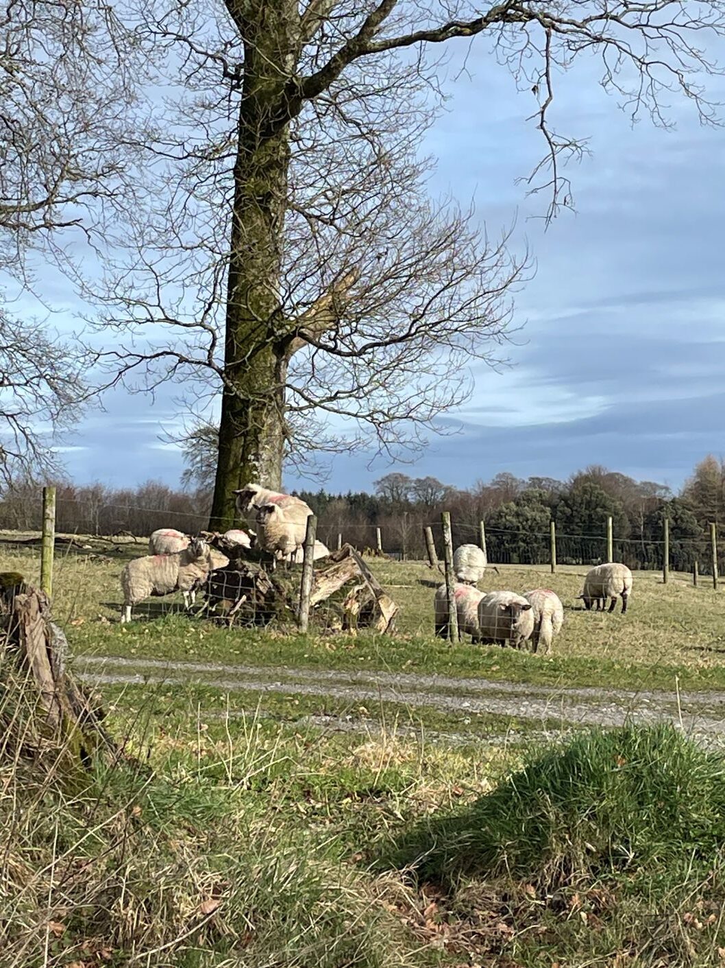 アイルランド留学　乗馬　ネース留学　Naas ビジネス英語留学　ファーム留学　Farm